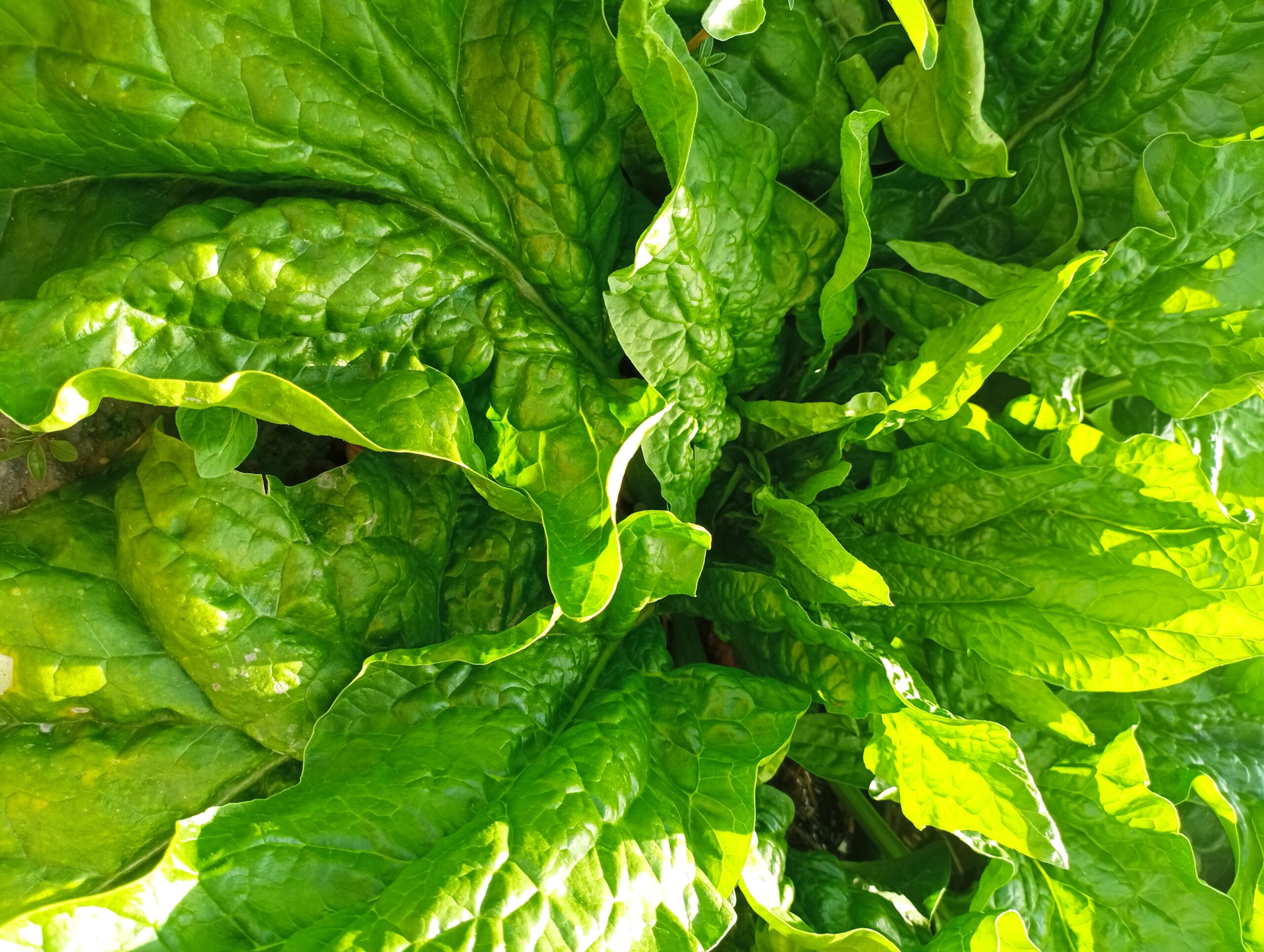 Puerro (500 gr)